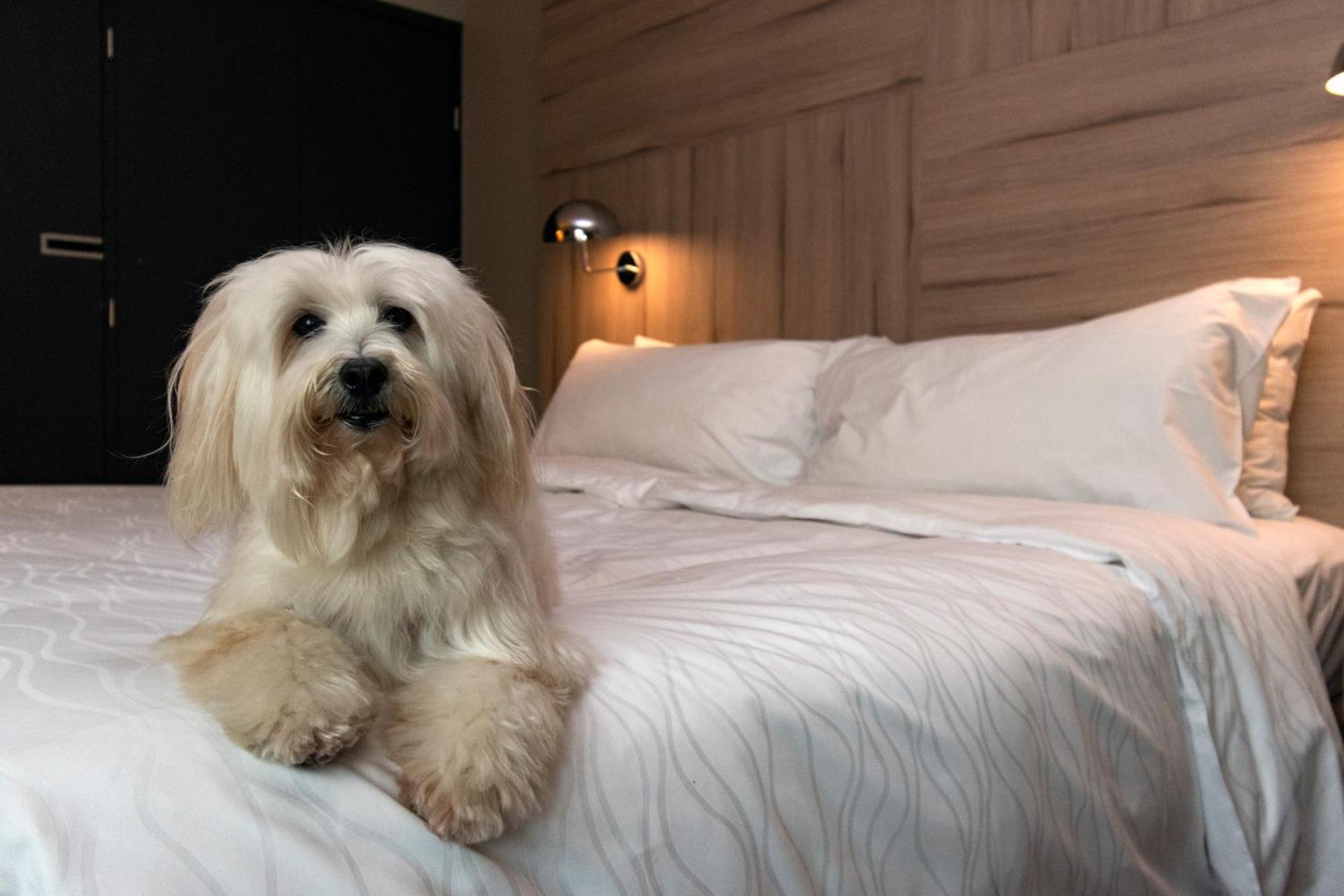 Pullman Santiago Vitacura エクステリア 写真 A Bolognese