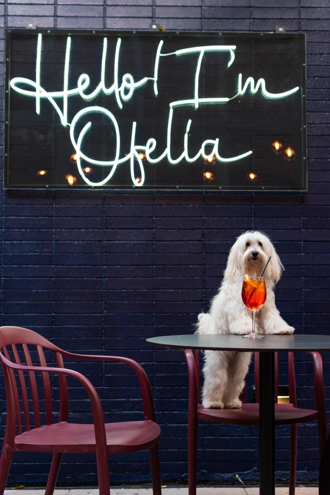 Pullman Santiago Vitacura エクステリア 写真 A dog at the bar